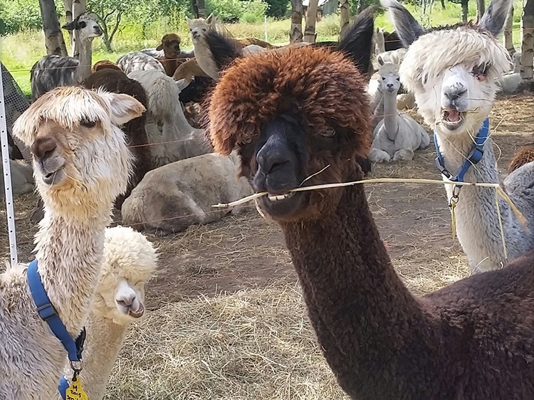 Image d'alpagas